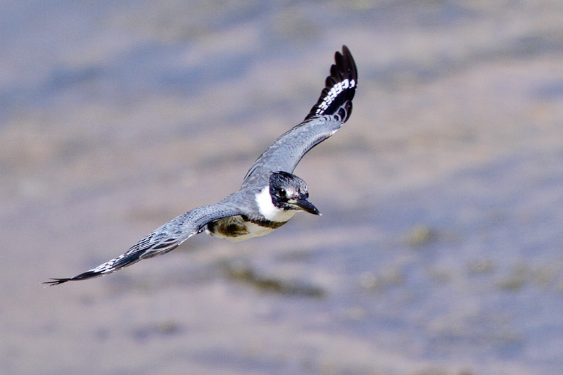 Belted Kingfisher