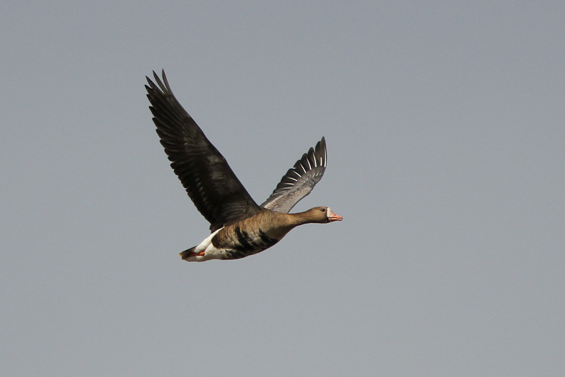 Greater White-fronted Goose