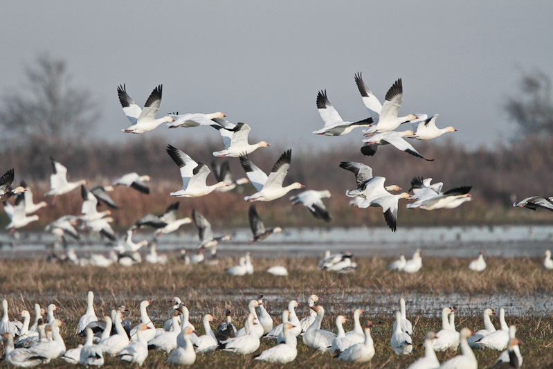 Snow Goose