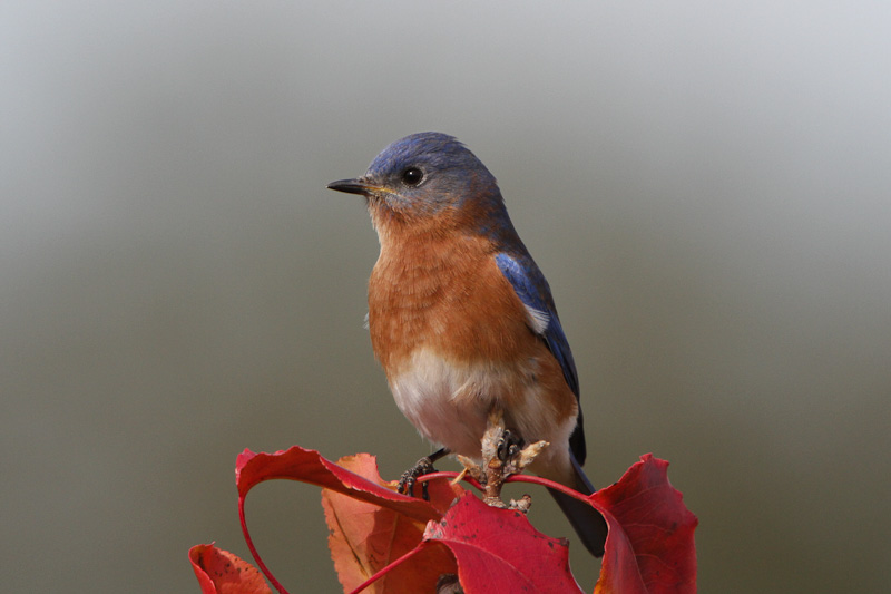 Eastern Bluebird