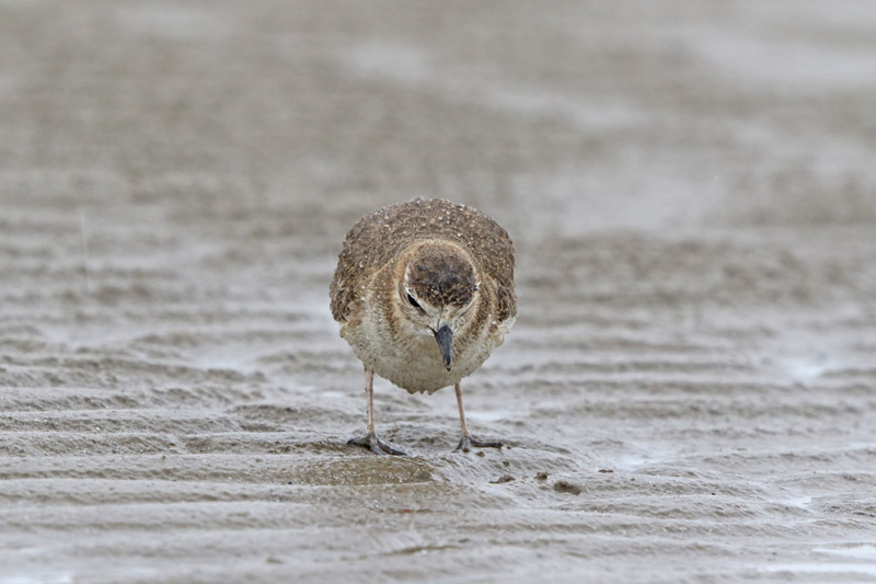 Mountain Plover