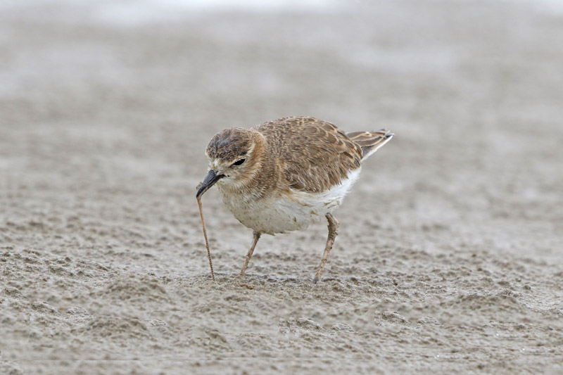 Mountain Plover