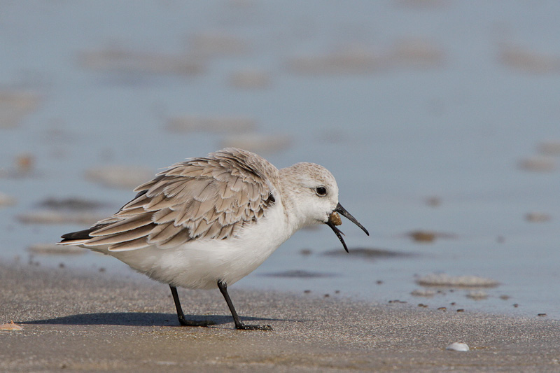Sanderling