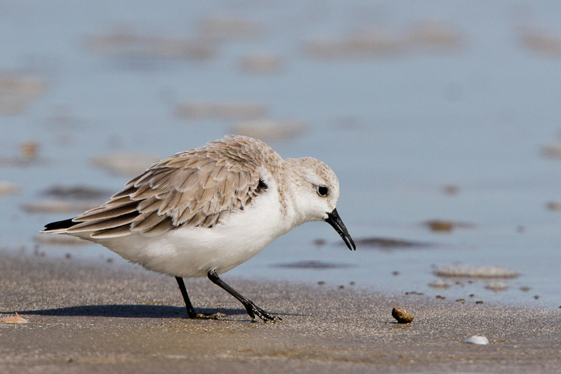 Sanderling