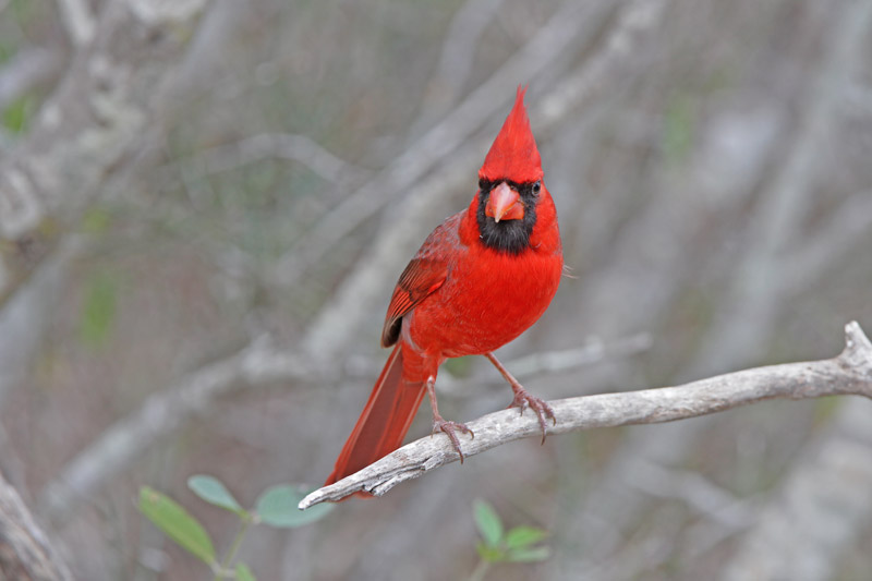 Northern Cardinal