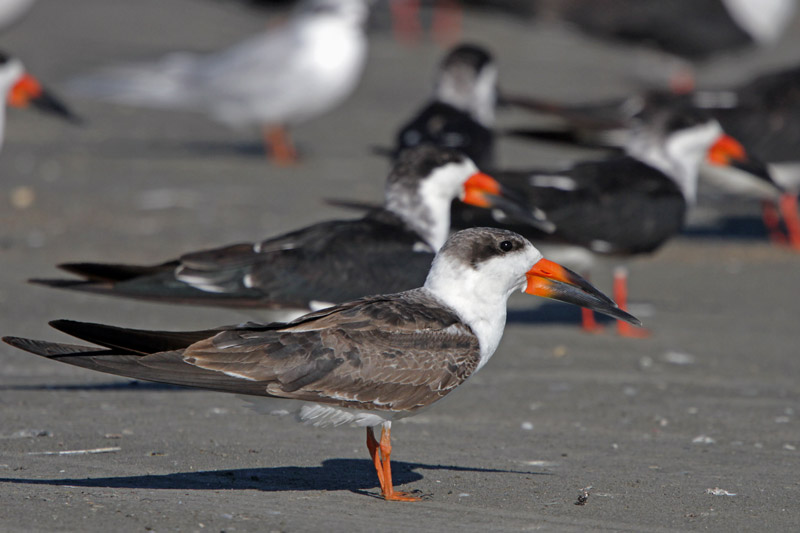 Black Skimmer