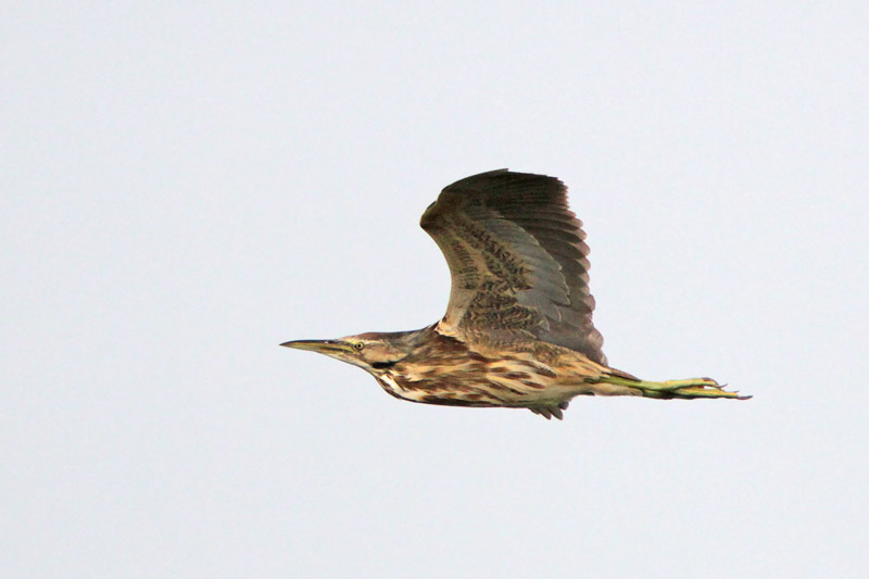 American Bittern