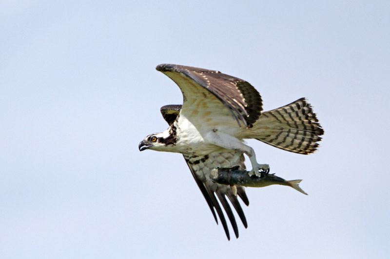 Osprey