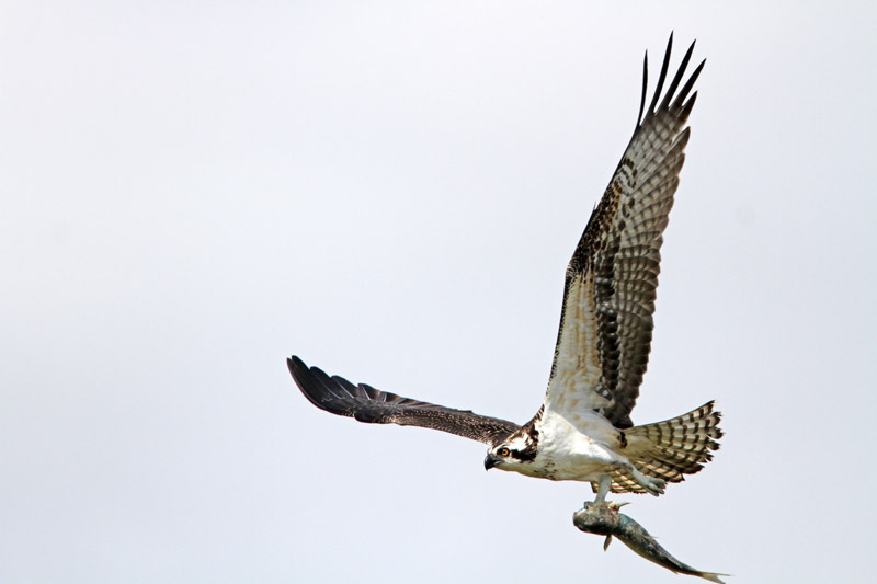 Osprey