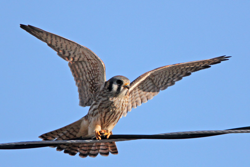 American Kestrel