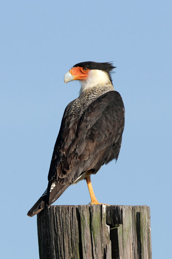 Crested Caracara