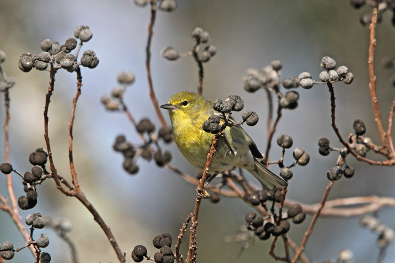 Pine Warbler