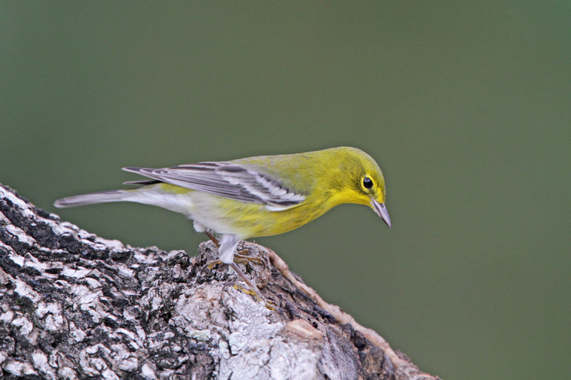 Pine Warbler