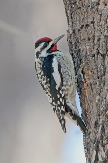 Yellow-bellied Sapsucker