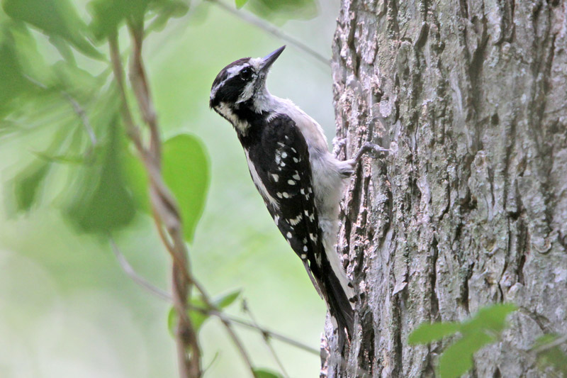 Downy Woodpecker