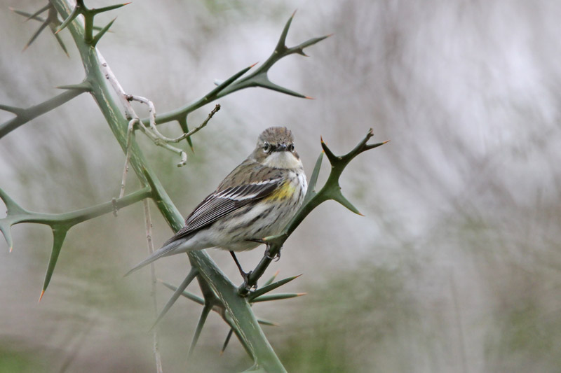 Yellow-rumped Warbler