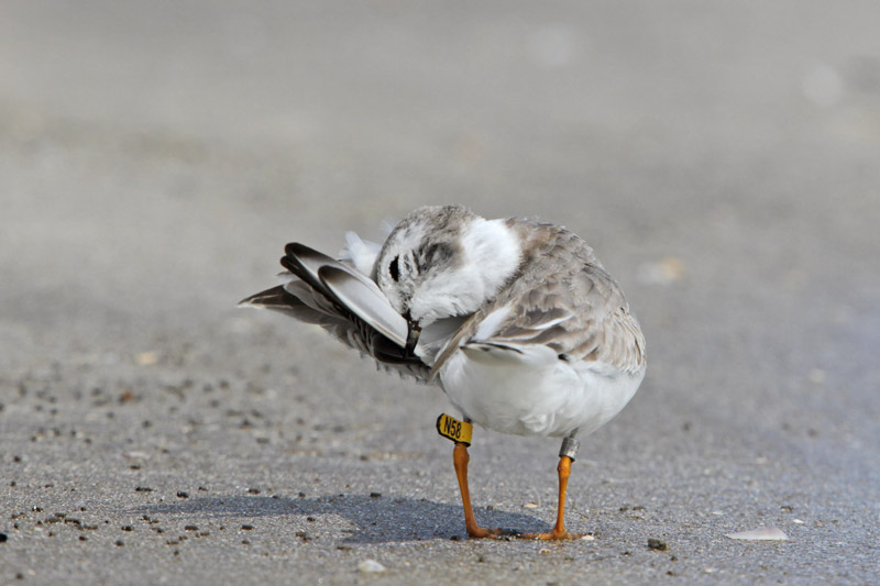 Piping Plover