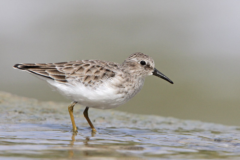 Least Sandpiper