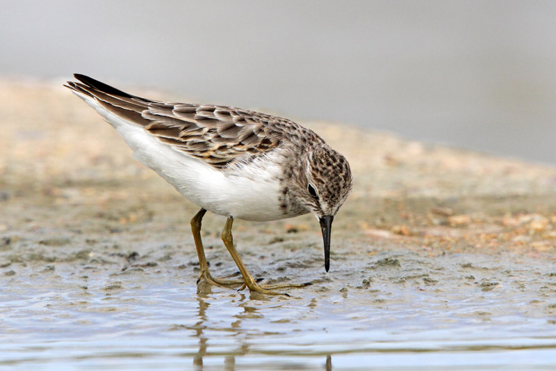 Least Sandpiper