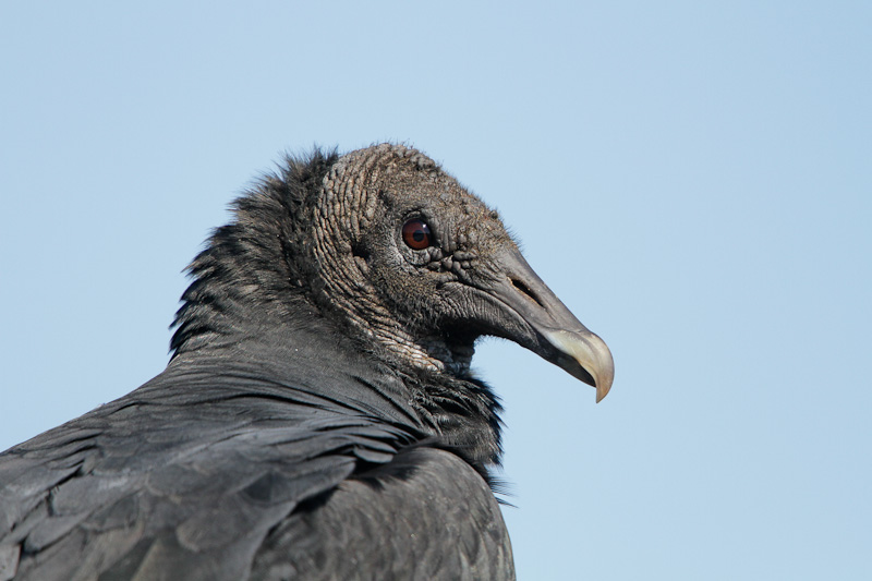 Black Vulture