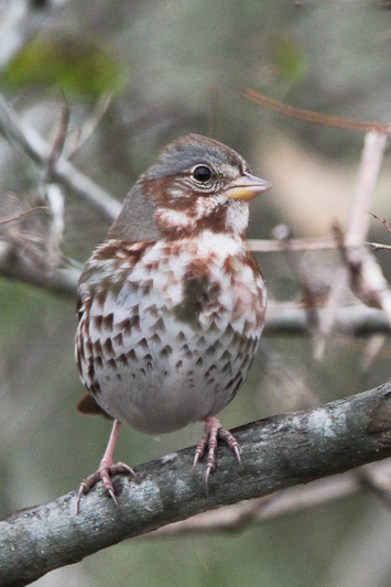 Fox Sparrow