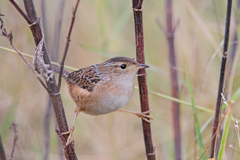 Sedge Wren