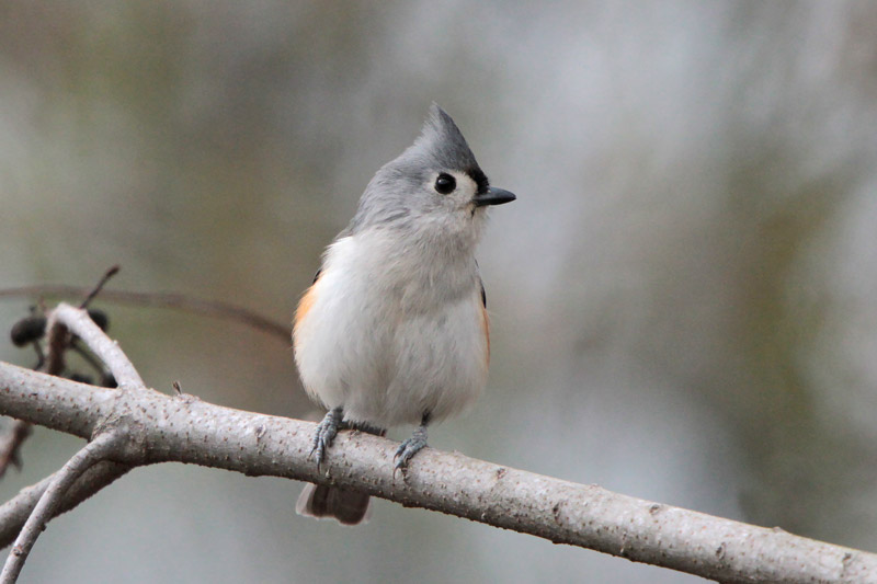 Tufted Titmouse