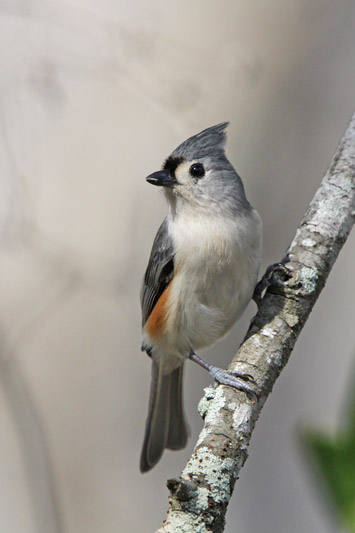 Tufted Titmouse