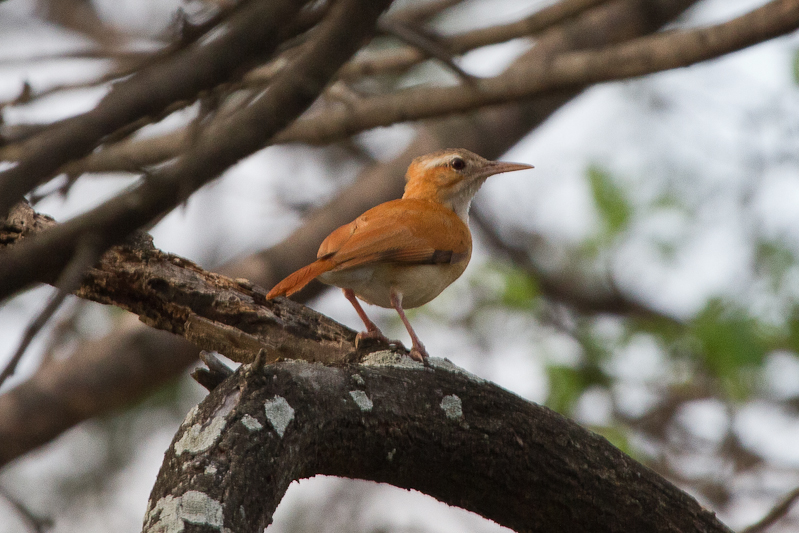 Pale-legged Hornero 