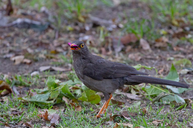Great Thrush