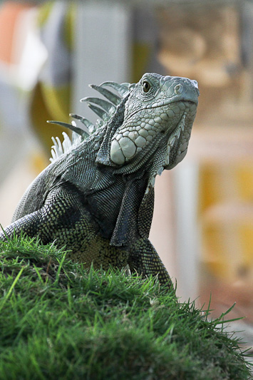 Green Iguana