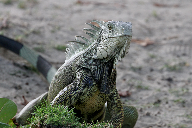 Green Iguana