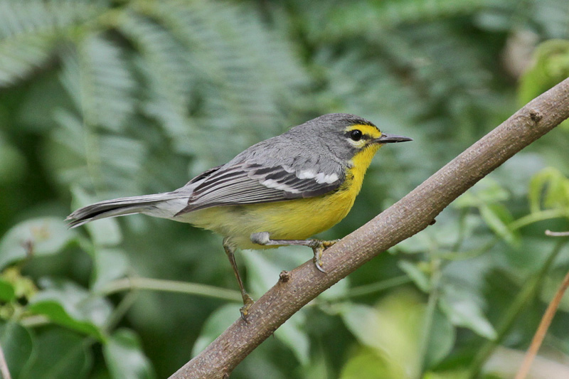 Adelaide's Warbler