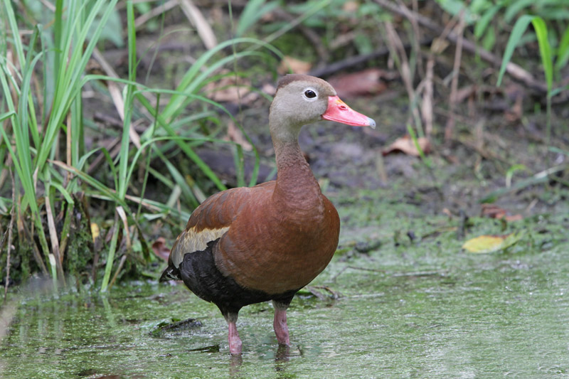 Black-bellied Whistling-Duck