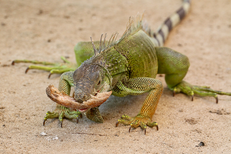 Green Iguana