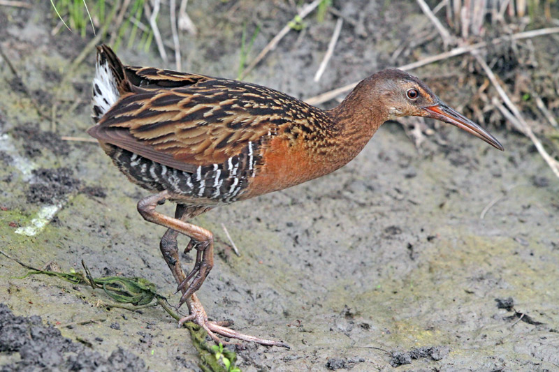 Clapper Rail