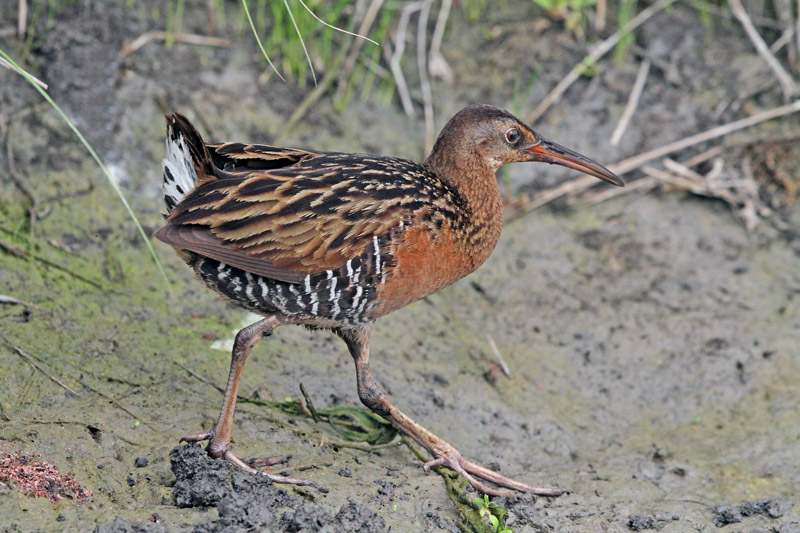 Clapper Rail