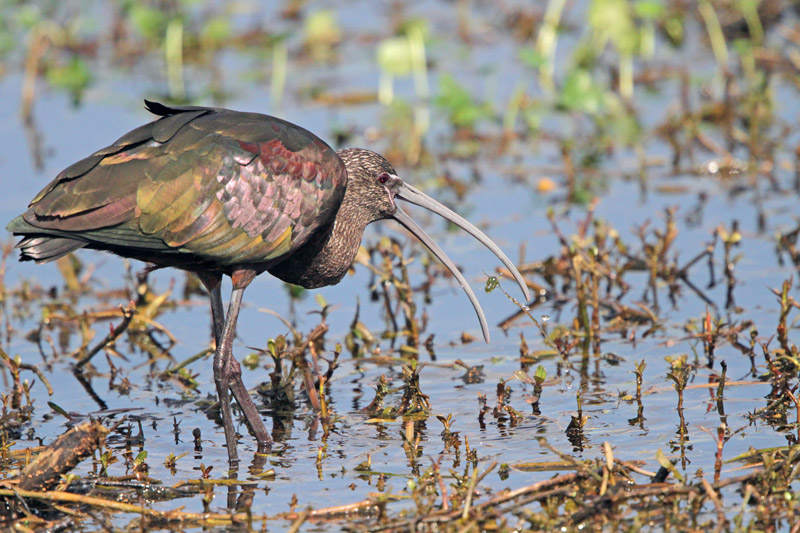 White-faced Ibis