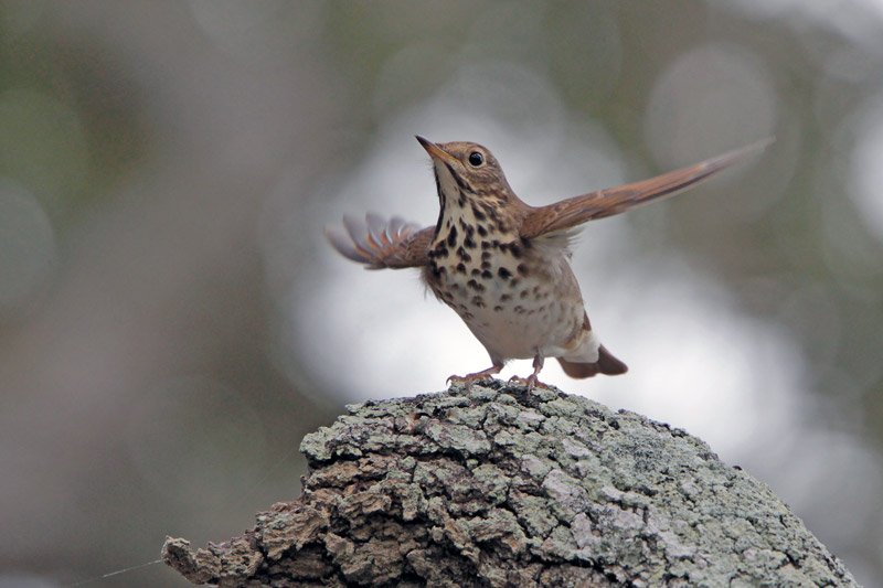 Hermit Thrush