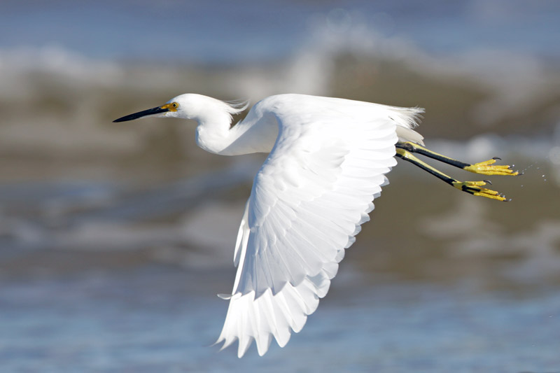 Snowy Egret