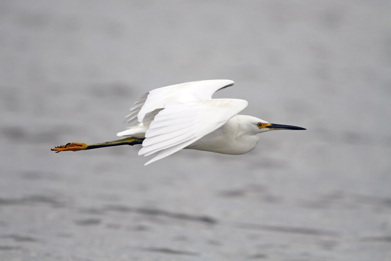 Snowy Egret