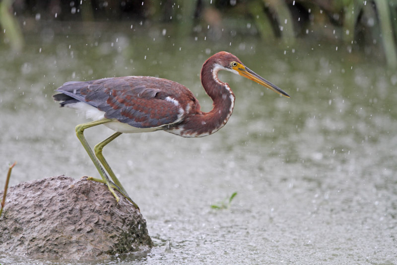 Tricolored Heron