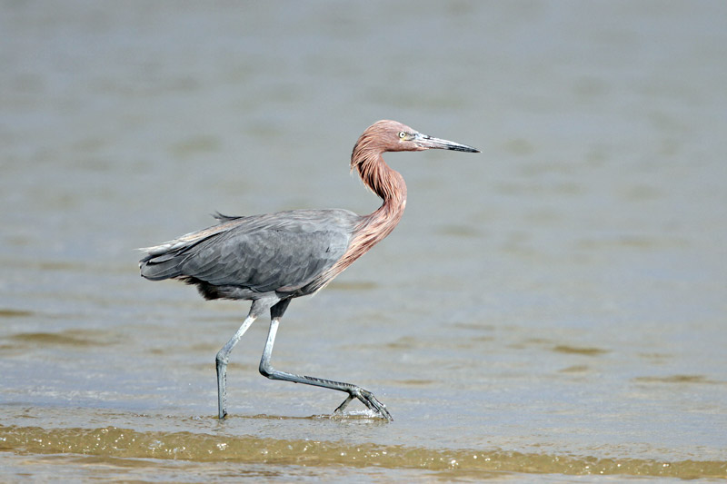 Reddish Egret