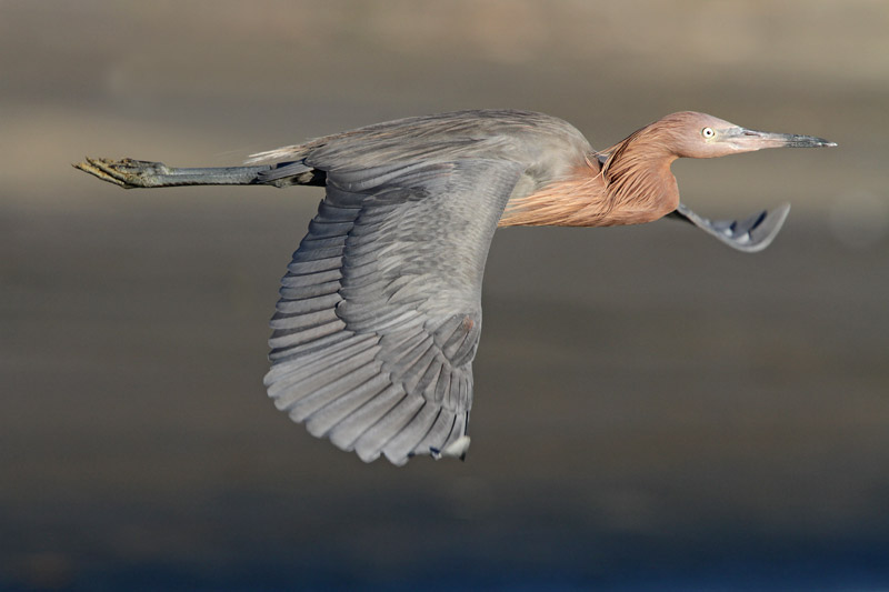 Reddish Egret