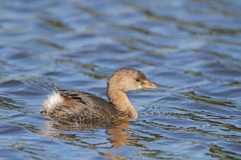 Pied-billed Grebe