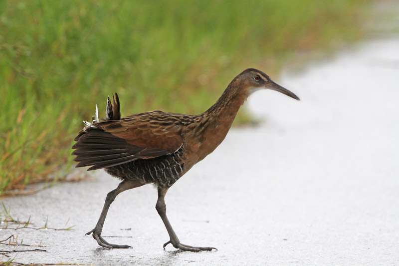King Rail