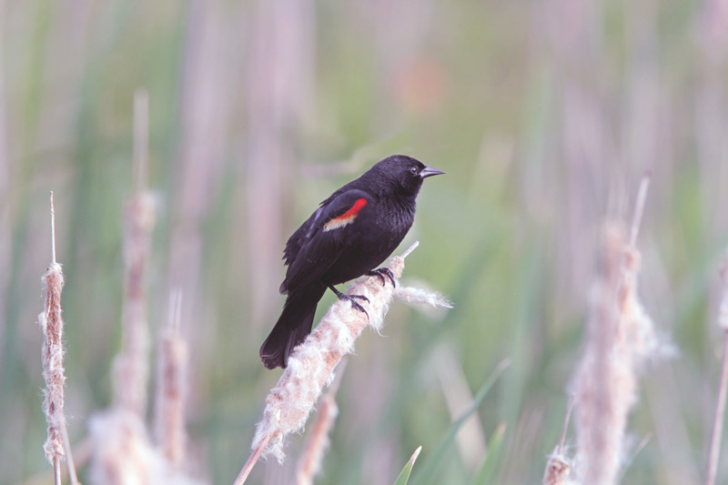 Red-winged Blackbird