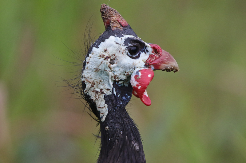 Helmeted Guineafowl 