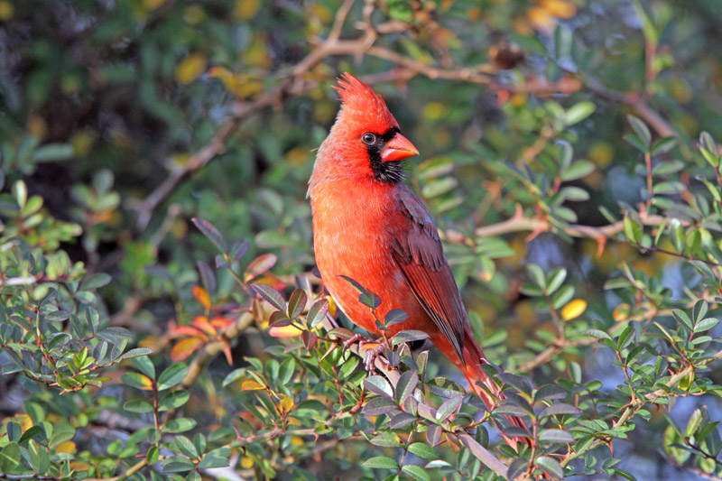 Northern Cardinal