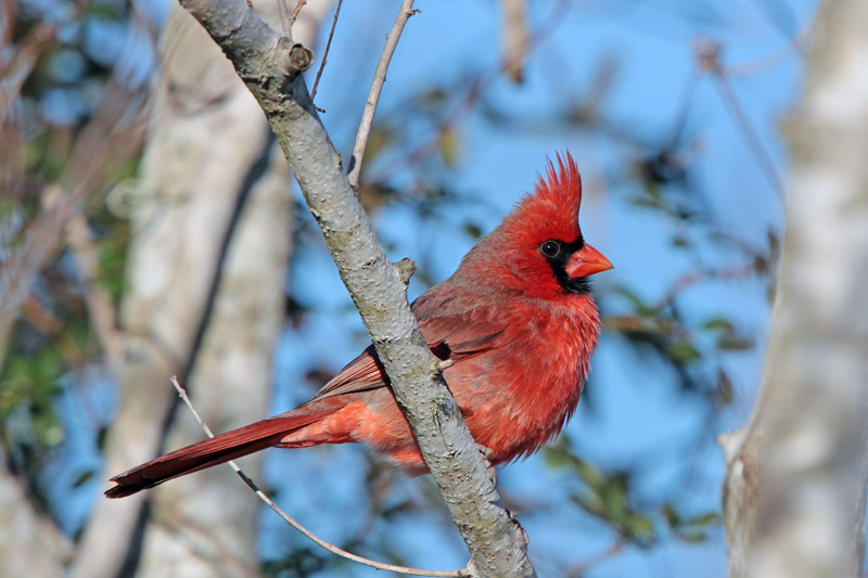 Northern Cardinal